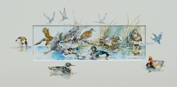 Oiseaux des marais